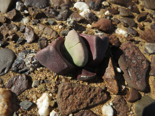 Didymaotus lapidiformis