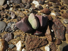 Didymaotus lapidiformis