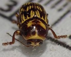 Cryptocephalus atrofasciatus