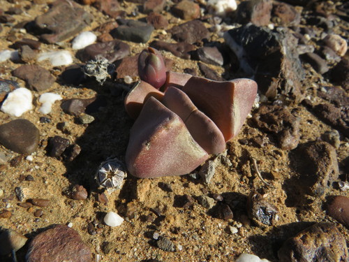 Didymaotus lapidiformis