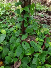 Rhaphidophora
