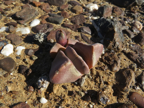 Didymaotus lapidiformis