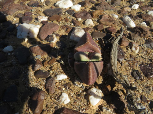 Didymaotus lapidiformis