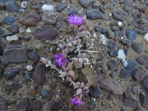 Hammeria meleagris (L.Bolus) Klak 2