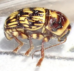 Cryptocephalus atrofasciatus