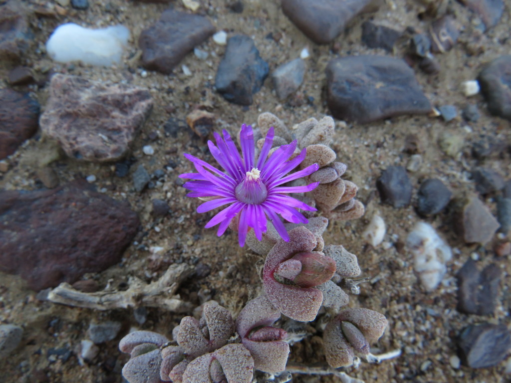 Mesembryanthemum meleagris Haw. 2