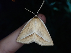 Chariaspilates formosaria