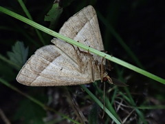 Chariaspilates formosaria