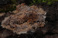 Raduliporus aneirinus