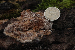 Raduliporus aneirinus