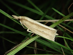 Japonichilo bleszynskii