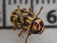 Cryptocephalus atrofasciatus