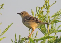 Cisticola natalensis