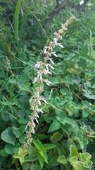 Coleus scutellarioides