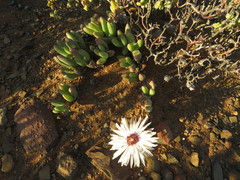 Cephalophyllum curtophyllum