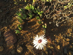Cephalophyllum curtophyllum