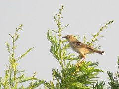 Cisticola natalensis