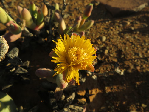 Hereroa nelii Schwantes