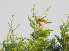 Cisticola natalensis