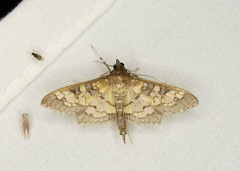 Diacme elealis