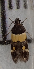 Triclonella determinatella