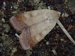 Sineugraphe oceanica