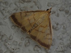 Sinibotys evenoralis