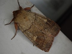 Mythimna divergens