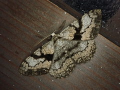 Hypomecis definita
