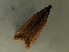 Dichomeris picrocarpa