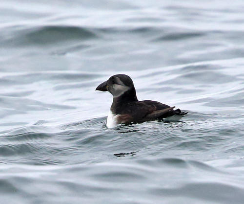 Atlantic Puffin photographed in Massachusetts