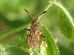 Strobilotoma typhaecornis