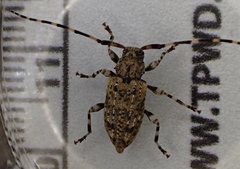 Astyleiopus variegatus
