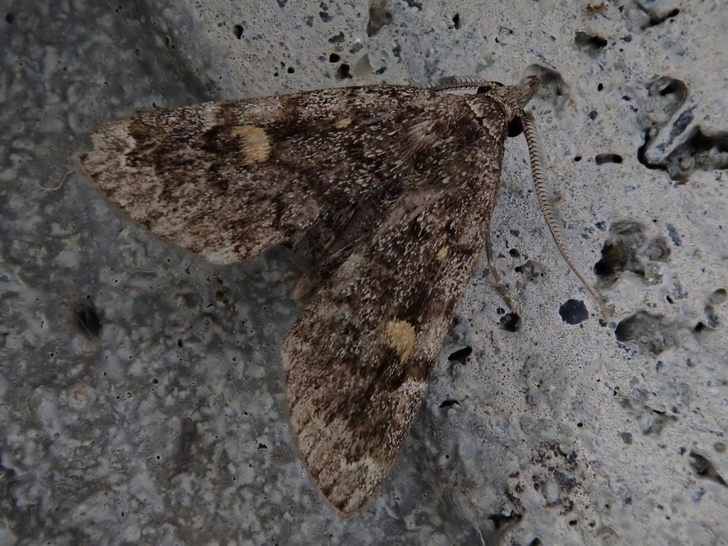 Idia quadra