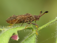 Strobilotoma typhaecornis