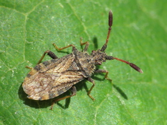 Strobilotoma typhaecornis