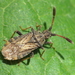 Strobilotoma typhaecornis - Photo (c) Simon Oliver, some rights reserved (CC BY-NC), uploaded by Simon Oliver