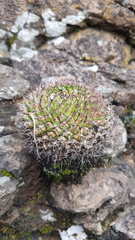 Mammillaria mystax