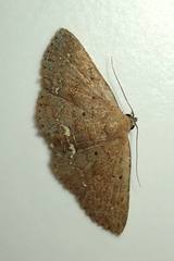 Nechesia albotentata