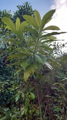Alstonia macrophylla