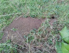 Nothocricetulus migratorius