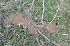 Nothocricetulus migratorius