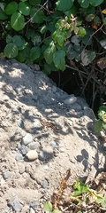 Liolaemus chiliensis