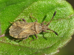 Strobilotoma typhaecornis