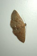 Nechesia albotentata