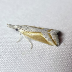 Arotrophora arcuatalis