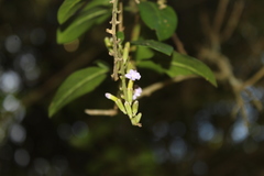 Duranta mutisii