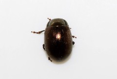 Chrysolina chalcites