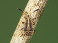 Strobilotoma typhaecornis
