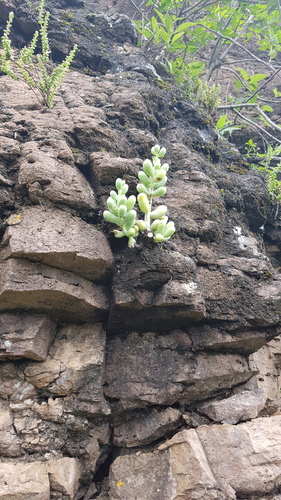 Sedum allantoides, photograph 6